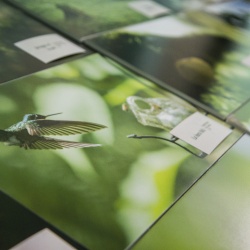 Exposición fotográfica Verde Costa Rica Verde