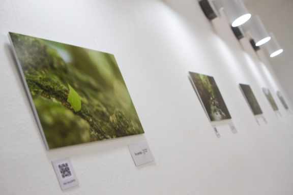 Exposición fotográfica Verde Costa Rica Verde - Biblioteca Sede de Guanacaste